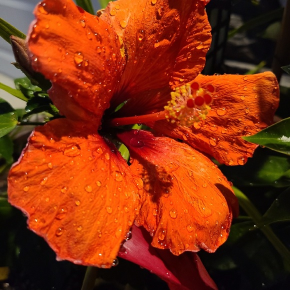 Meet your Posher, Shana - Picture 1 of 1